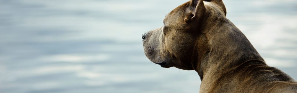 licencia animales potencialmente peligrosos ppp